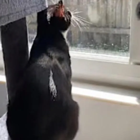 An adult medium-sized male Black Domestic Short Hair cat named Winston for adoption in Lauderhill, FL
