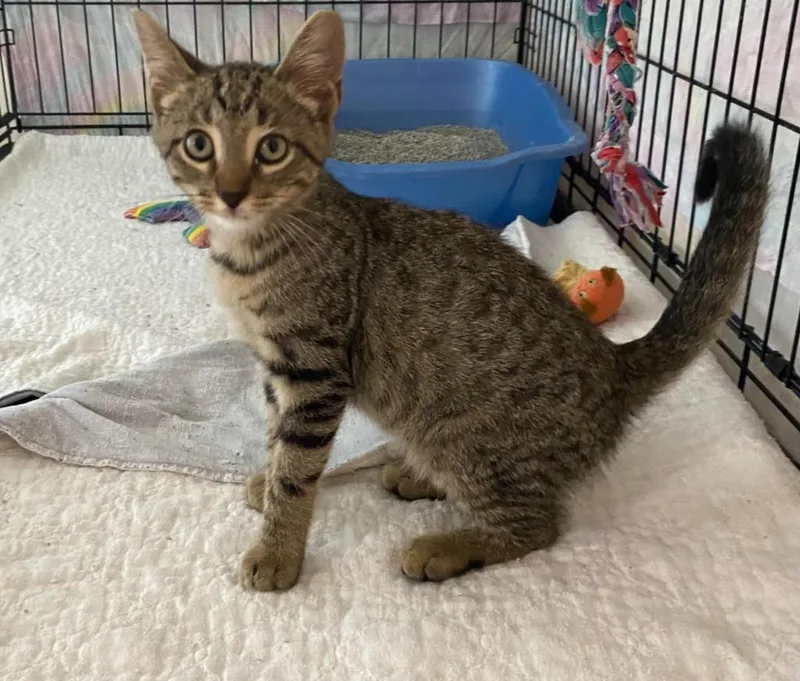 An adult medium-sized male Domestic Short Hair cat named Iggy for adoption in Wabash, IN
