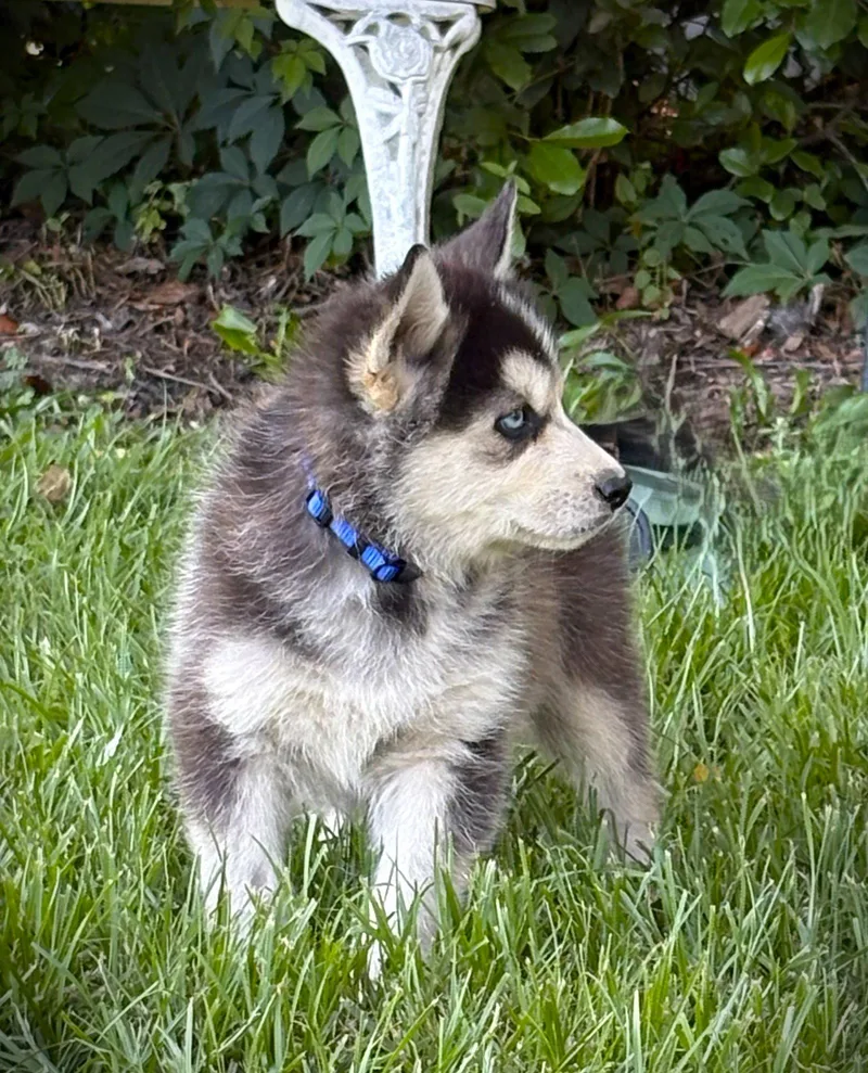 A baby large-sized male Husky dog named Echo Wksneuter Contract Required$ for adoption in Holly Hill, SC