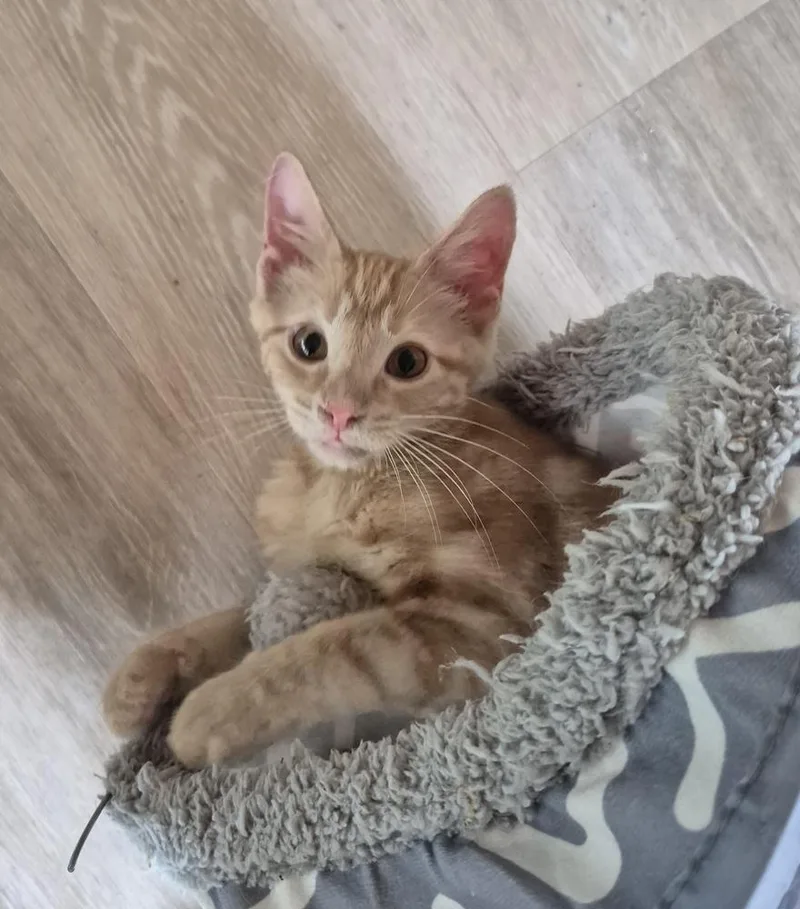 A baby medium-sized male Domestic Short Hair cat named Brody for adoption in South Bend, IN
