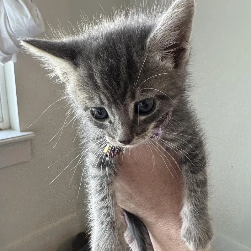 A baby small-sized male Gray / Blue / Silver Domestic Short Hair cat named Cloudy With A Chance for adoption in Boerne, TX
