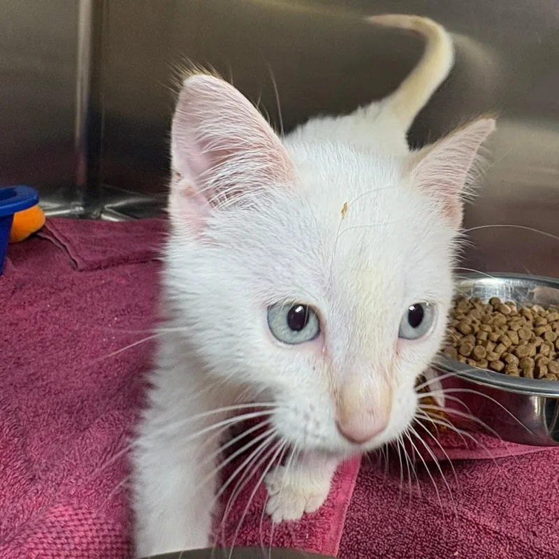 A baby small-sized female Flame Point Domestic Short Hair cat named FKA Chilli Powder for adoption in Leander, TX