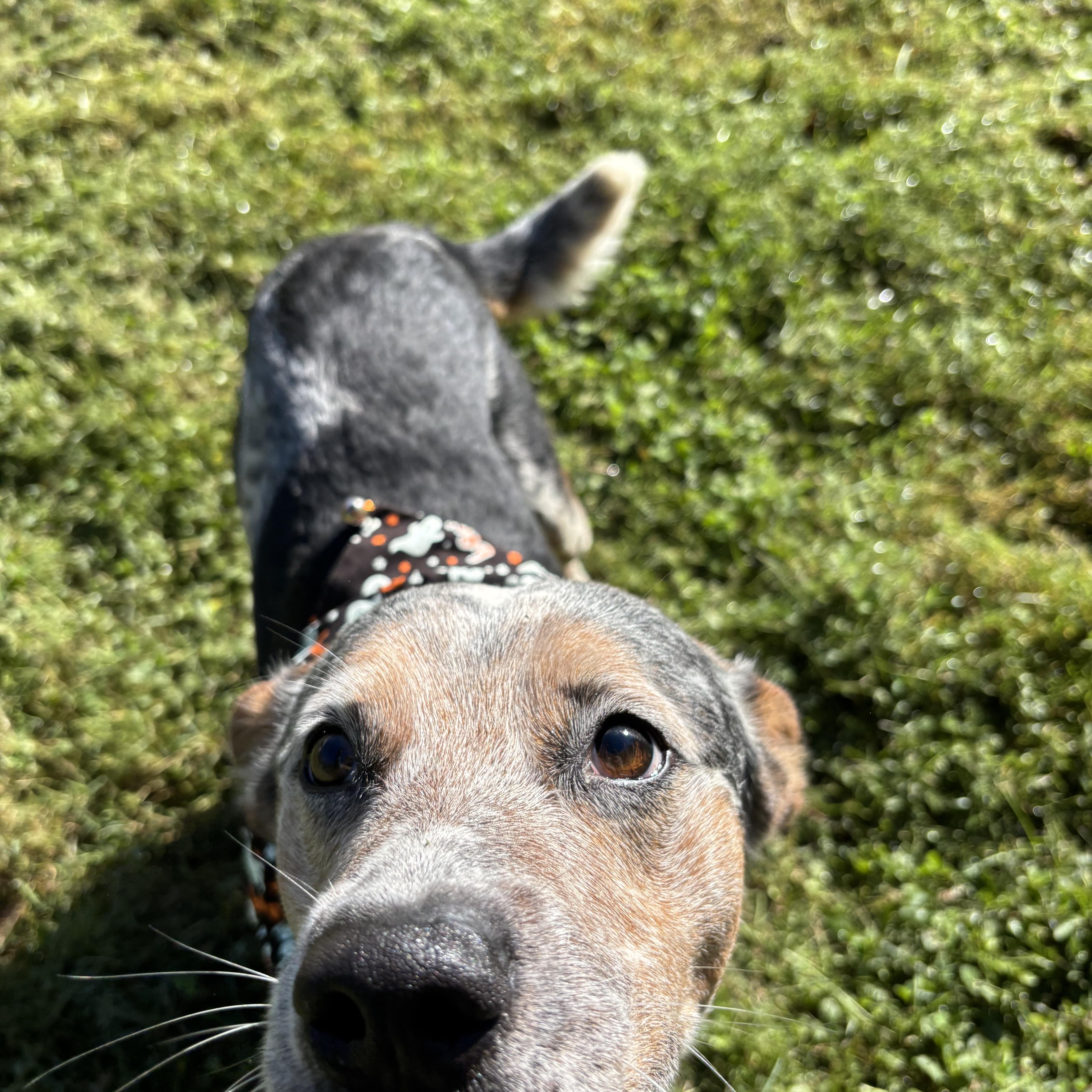 A young medium-sized male Australian Cattle Dog / Blue Heeler dog named Henley for adoption in Circleville, OH