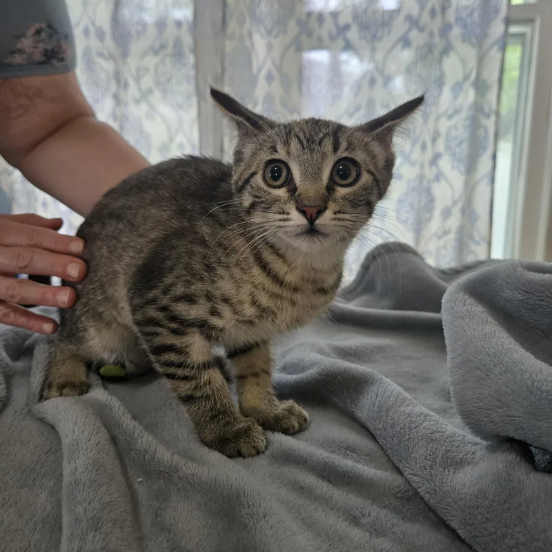 A baby small-sized female Tabby (Brown / Chocolate) Domestic Short Hair cat named Karma for adoption in Sedalia, MO