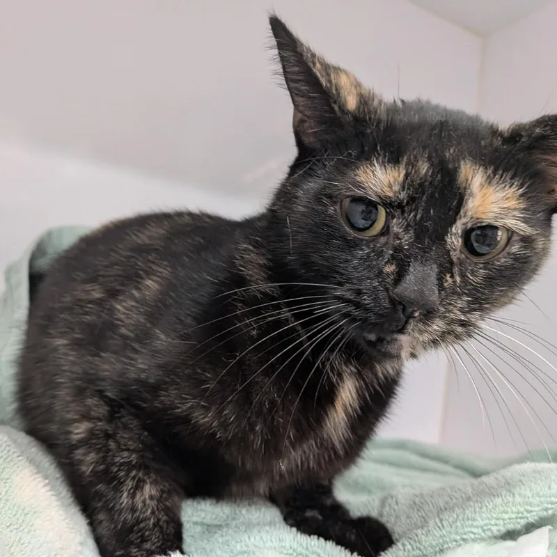 An adult medium-sized female Tortoiseshell Domestic Short Hair cat named Cassidy for adoption in Huntington, WV