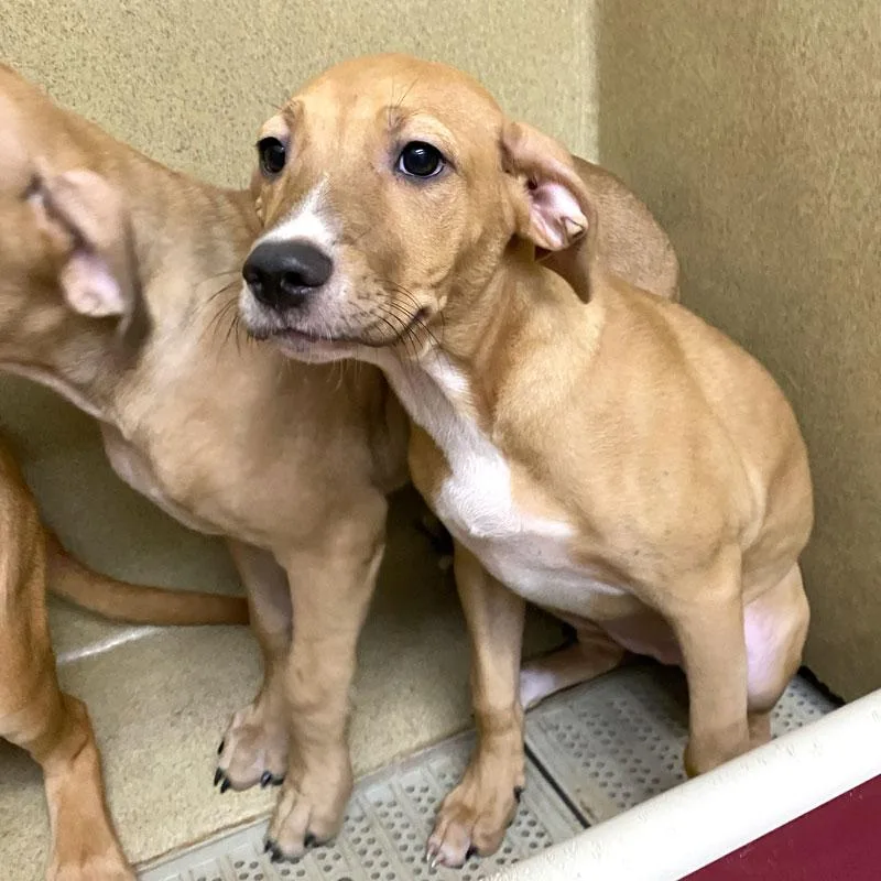 A baby large-sized female Labrador Retriever dog named Gina for adoption in Monroe, GA