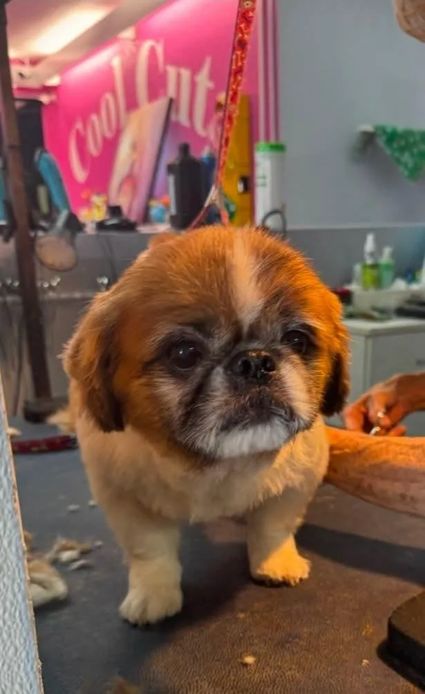 A senior small-sized male Brown / Chocolate Pekingese dog named Kingkenny for adoption in Fort Lauderdale, FL
