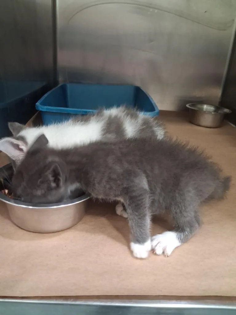 A baby small-sized female Domestic Short Hair cat named Floppy for adoption in Cartersville , GA