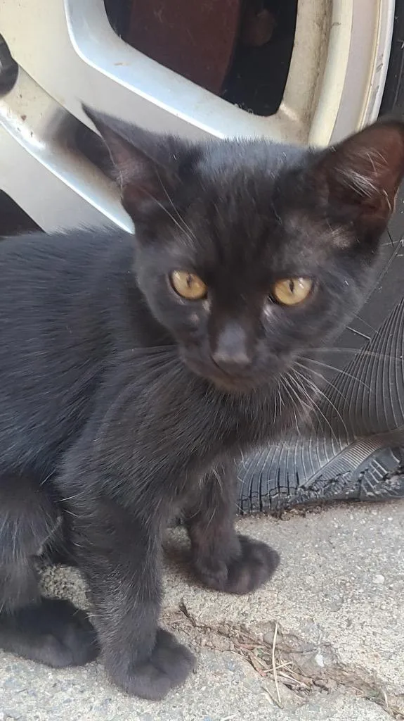 A baby small-sized female Domestic Short Hair cat named Void for adoption in Ogden, UT