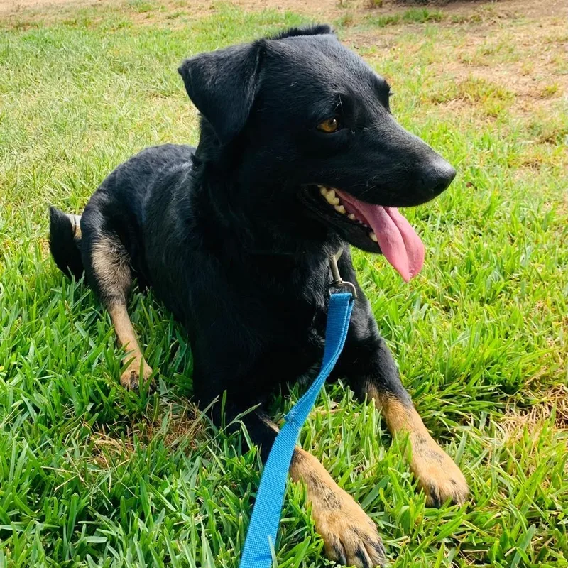 An adult medium-sized male Black Labrador Retriever dog named Otto for adoption in Orange, CA