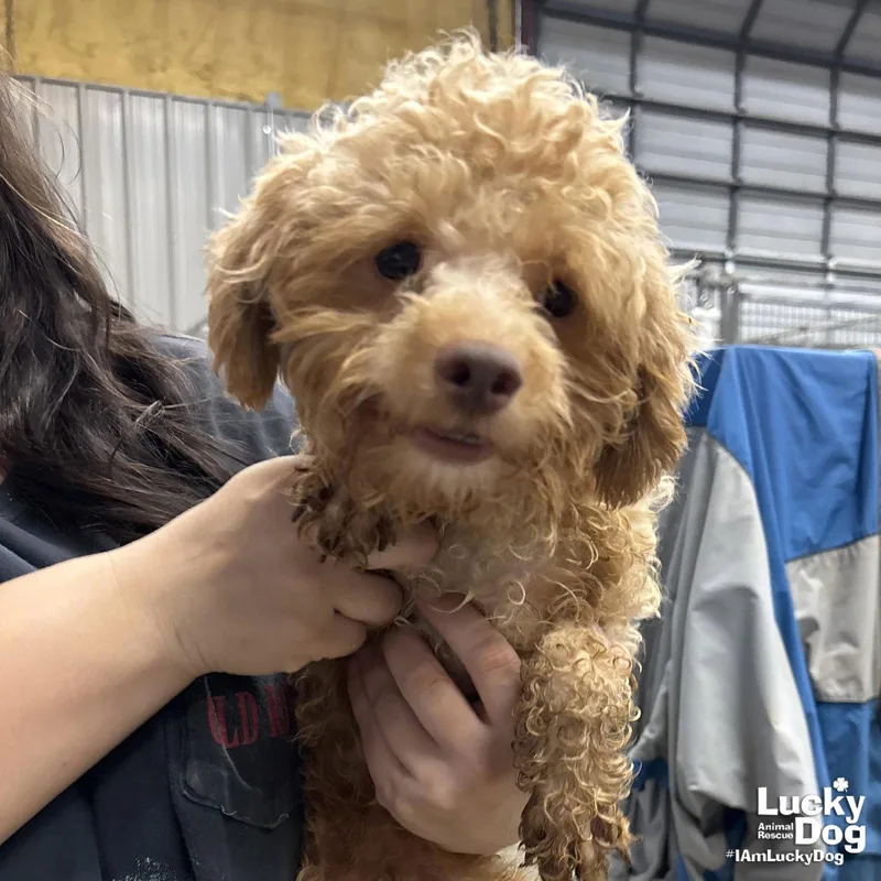 A young small-sized male Poodle dog named Shrimp for adoption in Washington, DC