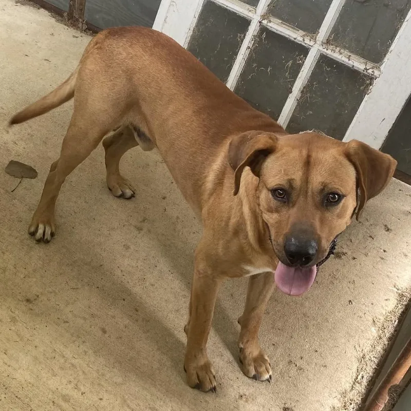 A baby large-sized male Yellow / Tan / Blond / Fawn Mixed Breed dog named Duke for adoption in Jena, LA