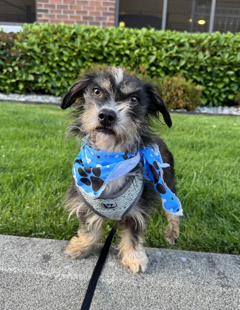 A young small-sized male Golden Yorkshire Terrier dog named Tiramisu for adoption in lynnwood , WA