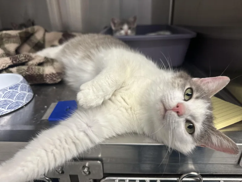 A young medium-sized female Domestic Medium Hair cat named Kiwi for adoption in Grand Rapids, MI