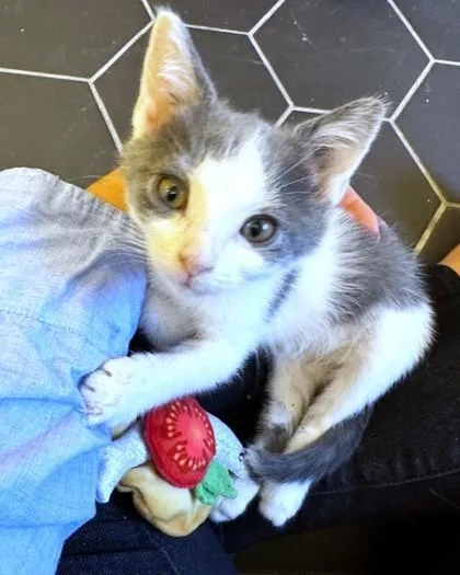 A baby small-sized female Domestic Short Hair cat named Ella for adoption in Washington, DC
