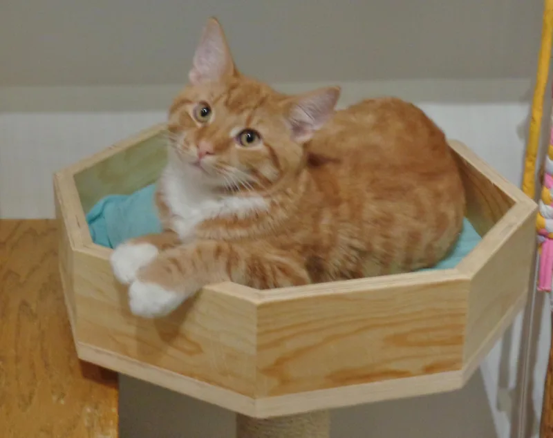 A baby small-sized male Tiger cat named Marathon for adoption in Delhi, NY
