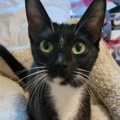 A young medium-sized female Black & White / Tuxedo Domestic Short Hair cat named Wisteria for adoption in Liverpool, TX