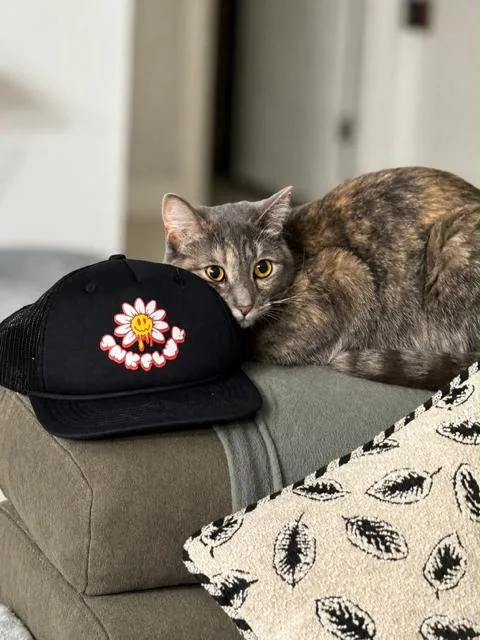 An adult large-sized female Dilute Tortoiseshell Domestic Short Hair cat named Miss Malta for adoption in Boca Raton, FL