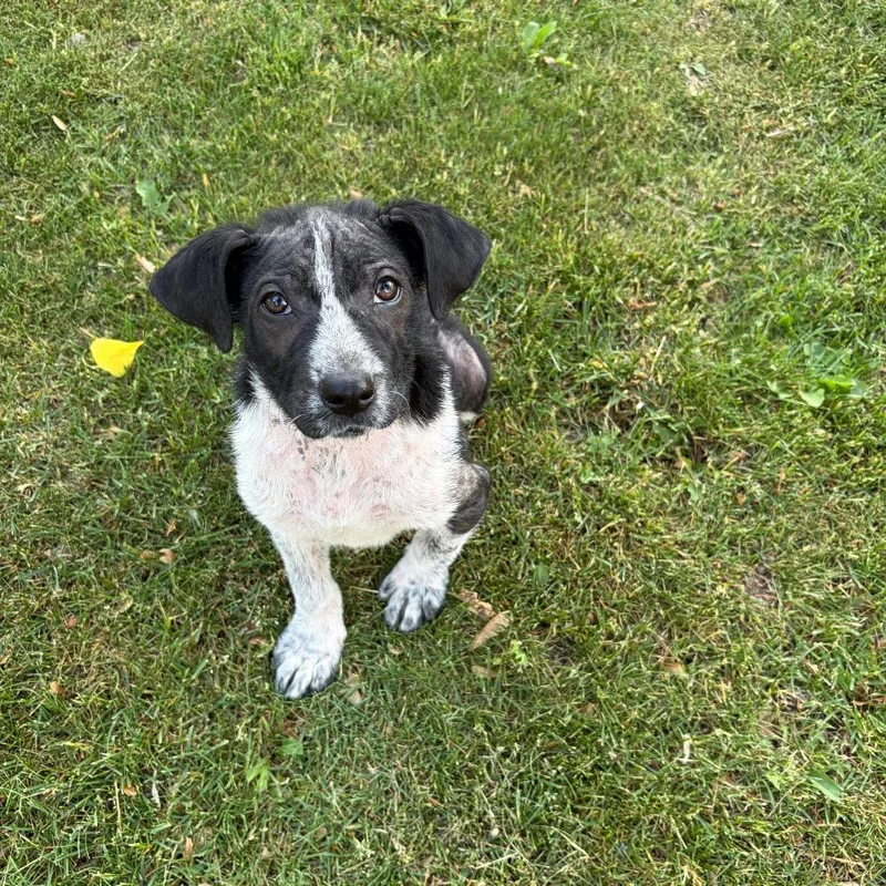A baby small-sized male Black Mixed Breed dog named Delio for adoption in Buffalo, MN