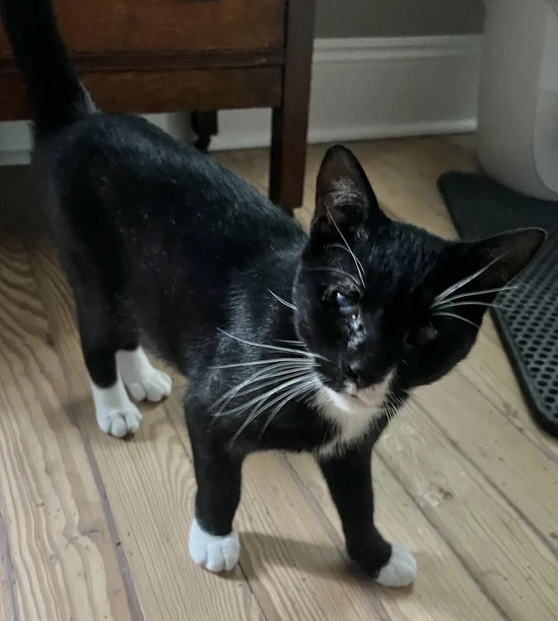 A young medium-sized male Black & White / Tuxedo Domestic Short Hair cat named Nicky for adoption in Shawnee, KS