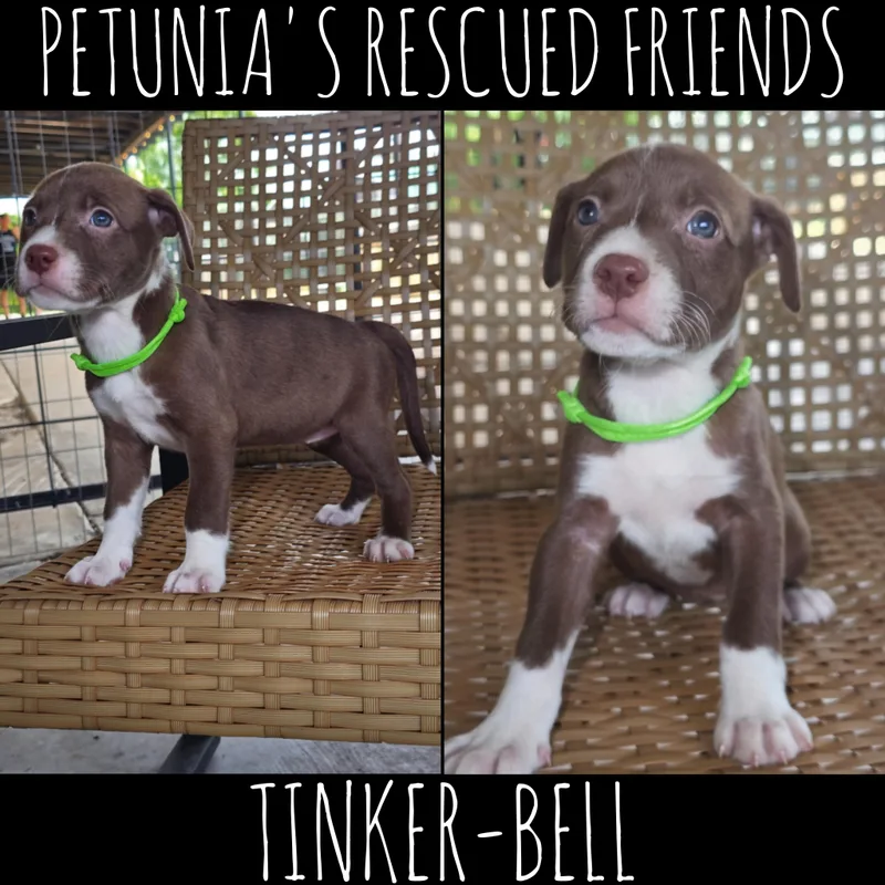 Tinkerbell thumbnail 2