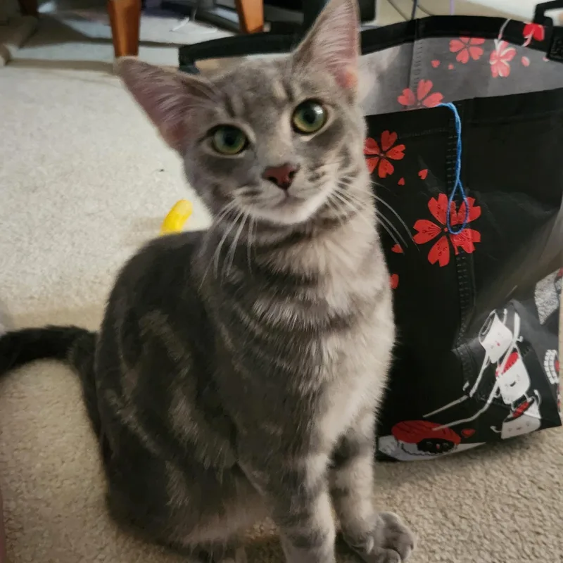 A young medium-sized male Tabby (Gray / Blue / Silver) Domestic Short Hair cat named Syrup for adoption in Bolingbrook, IL