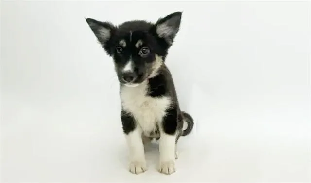 A baby small-sized female Terrier dog named Trinket for adoption in Saint Louis, MO