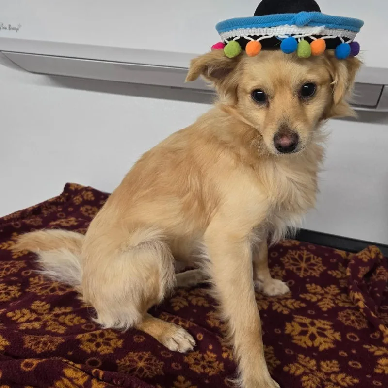 A young small-sized male Yellow / Tan / Blond / Fawn Chihuahua dog named Camelo for adoption in Pennsville, NJ