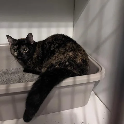 An adult medium-sized female Tortoiseshell Domestic Short Hair cat named Magnolia for adoption in St. Louis, MO