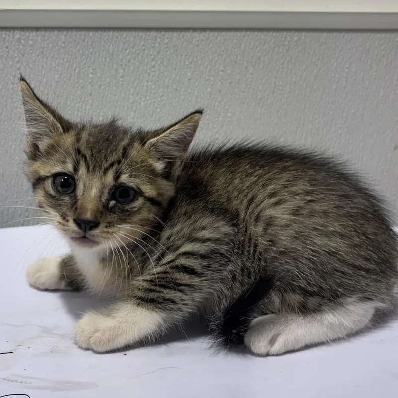 A baby small-sized male Brown / Chocolate Domestic Short Hair cat named Burt for adoption in Tampa, FL