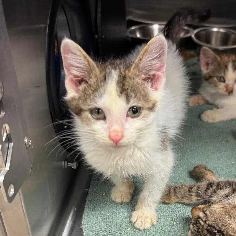 A baby small-sized male White Domestic Short Hair cat named Dobby for adoption in Bristol, IN