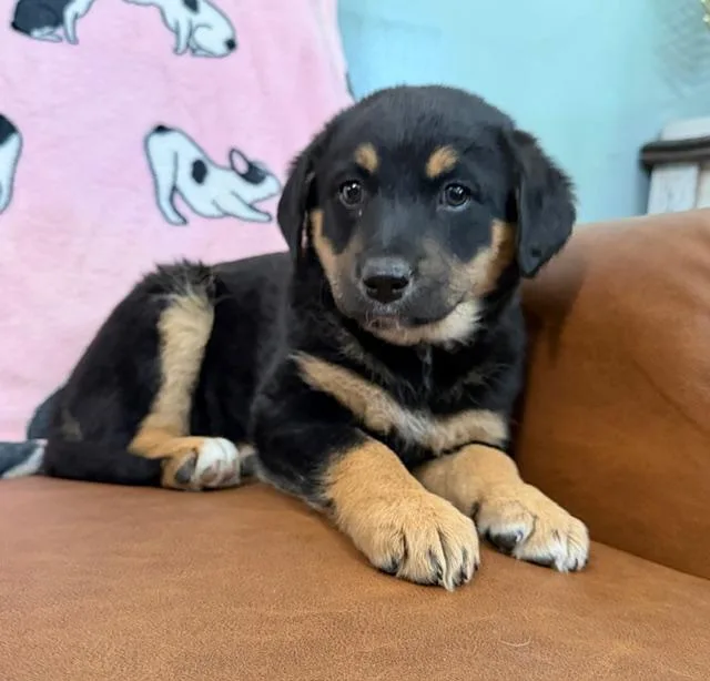 Eloise Bridgerton thumbnail 2