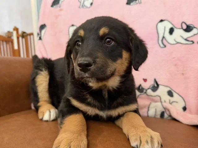 Eloise Bridgerton thumbnail 3