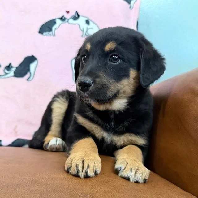 Eloise Bridgerton thumbnail 4