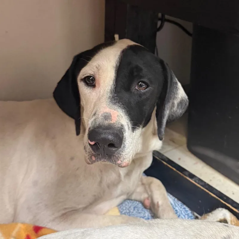 A young medium-sized male German Shorthaired Pointer dog named Doon for adoption in Jacksonville, AR