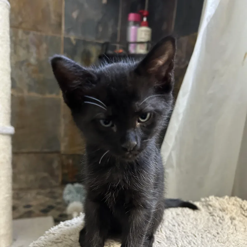 A baby medium-sized male Black Domestic Short Hair cat named Flicker for adoption in Jacksonville, FL