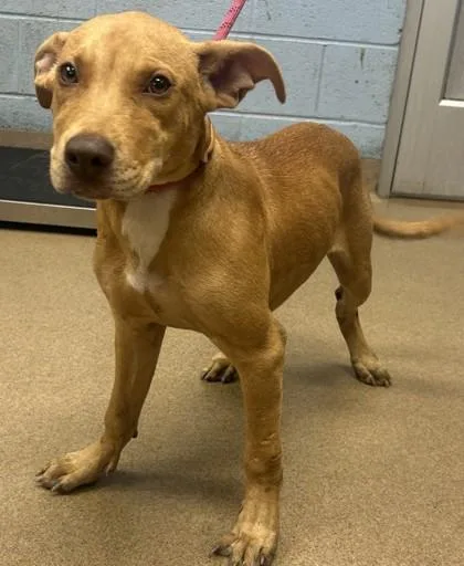 A young medium-sized female Mixed Breed dog named Arista for adoption in Chamblee, GA
