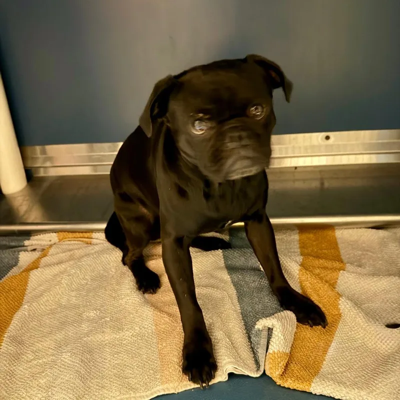 An adult small-sized male Black Pug dog named Skipper for adoption in Yuma, AZ