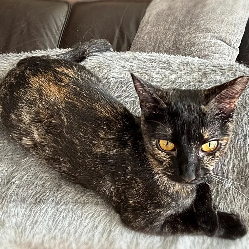 A baby medium-sized female Tortoiseshell cat named Freckles for adoption in Allen, TX