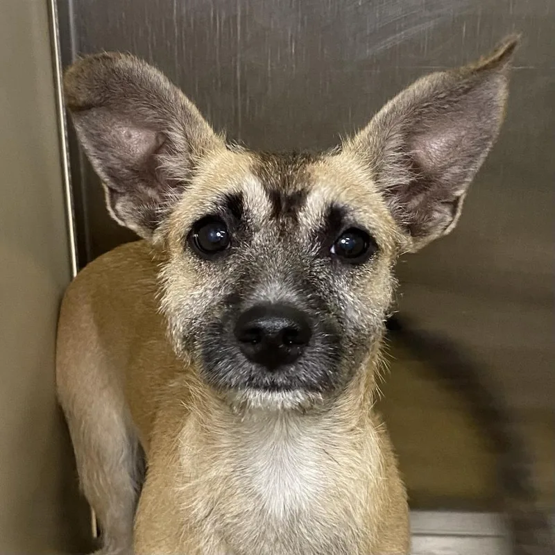 A baby small-sized female Apricot / Beige Terrier dog named Shenzi for adoption in Palm Springs, CA