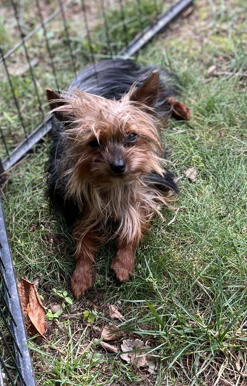 An adult small-sized male Yorkshire Terrier dog named Gizmo for adoption in Havertown, PA