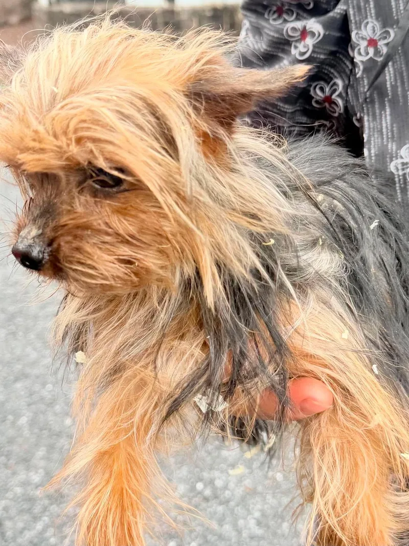 Gizmo thumbnail 2