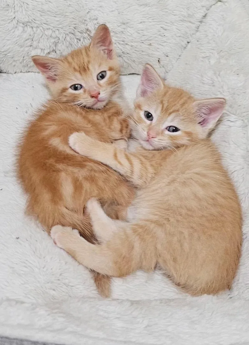 A baby small-sized male Orange & White Domestic Short Hair cat named Blaze for adoption in Pittsburgh, PA