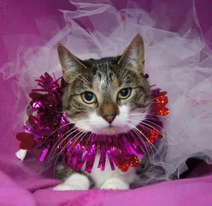 A senior medium-sized female Tabby (Brown / Chocolate) Domestic Short Hair cat named Ashley for adoption in Syracuse, NY