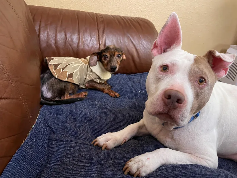 Gizmo and Oakley Bonded thumbnail 3