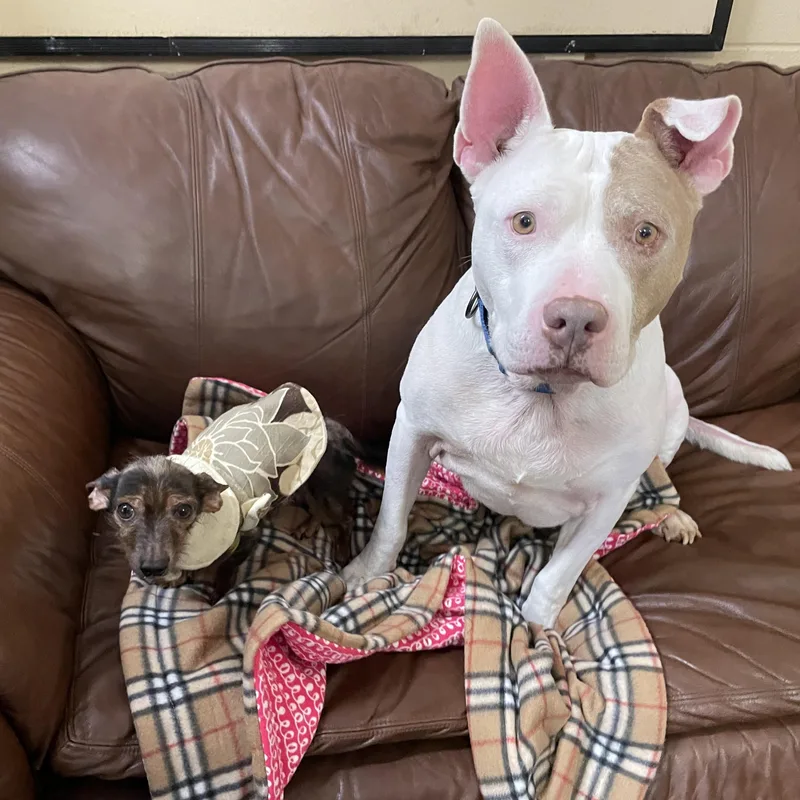 Gizmo and Oakley Bonded thumbnail 4