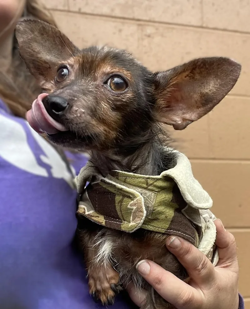 Gizmo and Oakley Bonded thumbnail 5
