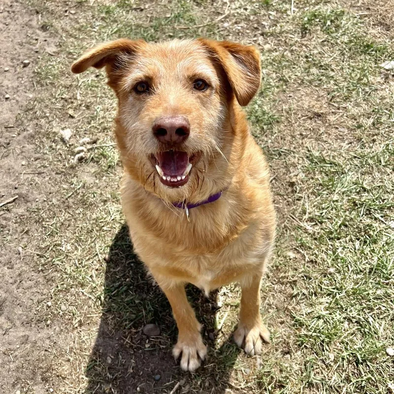 An adult large-sized male Golden Wirehaired Terrier dog named Buddy for adoption in Wadena, MN