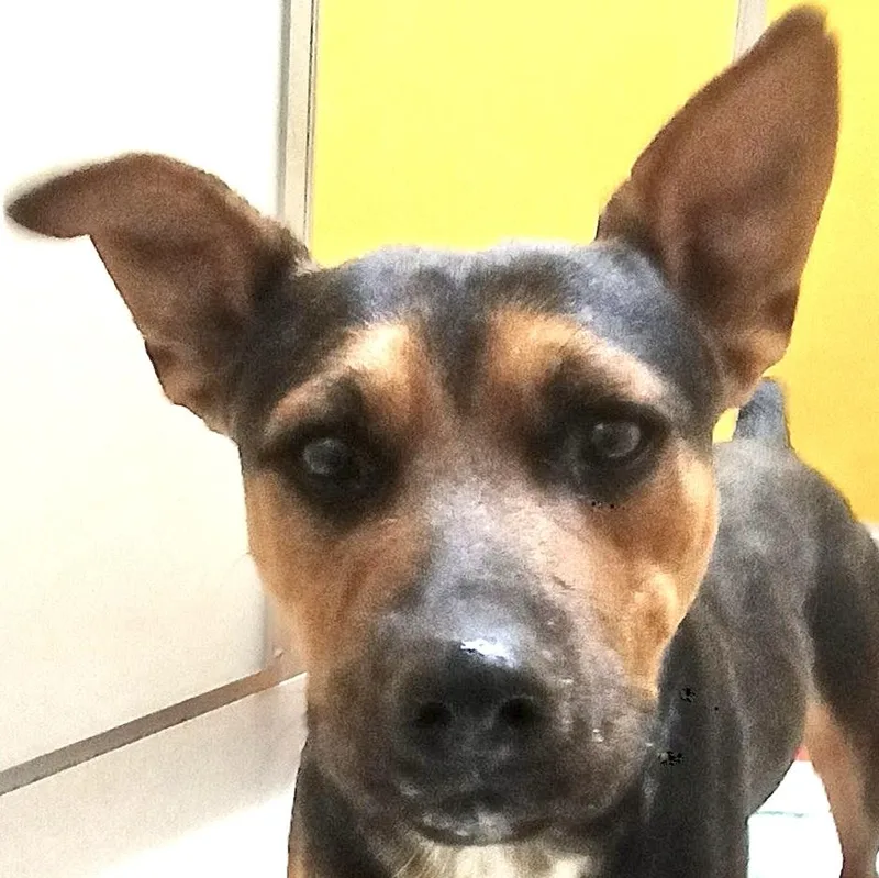 An adult medium-sized male German Shepherd Dog dog named Buddy for adoption in San Luis, CO