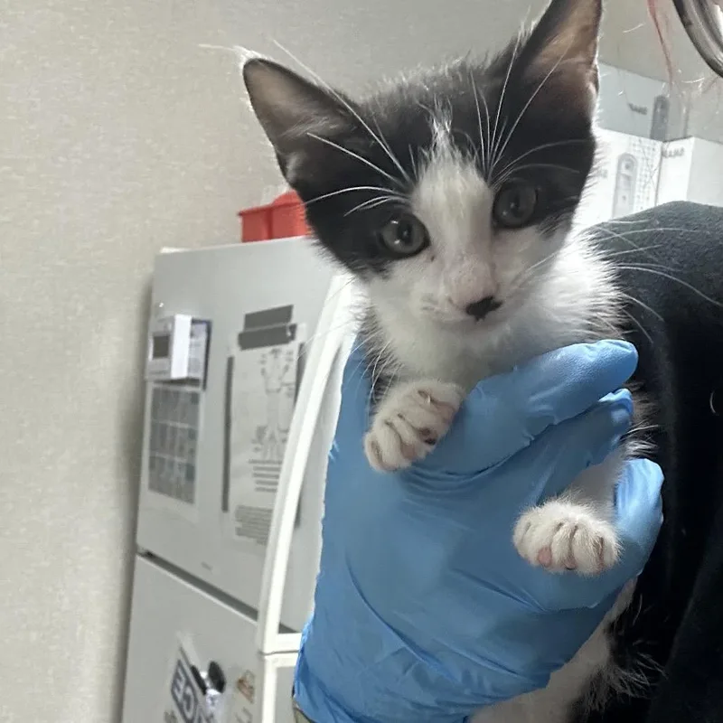 A baby small-sized male Black Domestic Short Hair cat named Smudge for adoption in Pensacola, FL